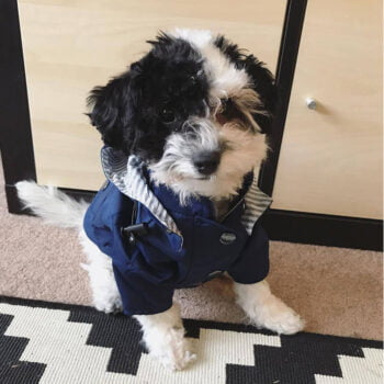 Dog Jacket - 2025 - Puppy Streetwear Shop