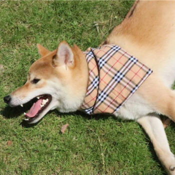 Dog Bandana Burberry - 2025 - Puppy Streetwear Shop Dog Bandana Burberry - 2025 - Puppy Streetwear Shop
