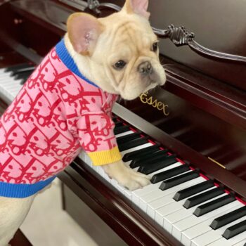 Dog Sweater Dior - 2025 - Puppy Streetwear Shop