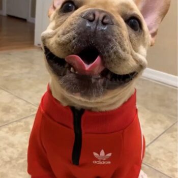 Dog Jacket Adidas - 2025 - Puppy Streetwear Shop