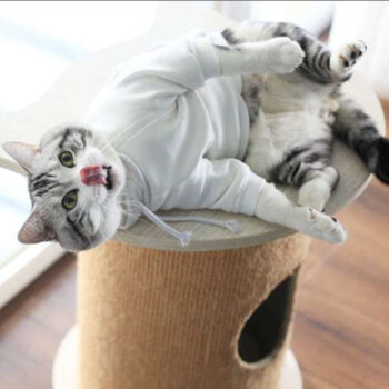 Dog Hoodies Pawcci - 2025 - Puppy Streetwear Shop