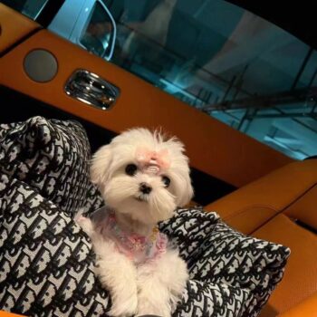 Luxury Designer Fur or GG Dog Car Seat - 2026 - Puppy Streetwear Shop