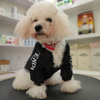 Dog Jacket Fendi - 2025 - Puppy Streetwear Shop