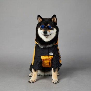 Dog Hoodies The North Face - 2025 - Puppy Streetwear Shop