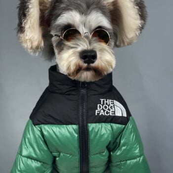 Dog Jacket The Dog Face - 2025 - Puppy Streetwear Shop Dog Jacket The Dog Face - 2025 - Puppy Streetwear Shop