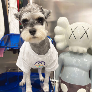 Dog Tshirt Pawcci - 2025 - Puppy Streetwear Shop