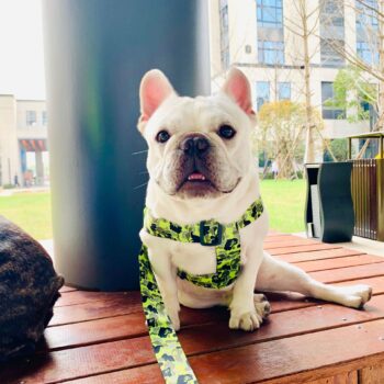 Dog Collar Harness Bape - 2025 - Puppy Streetwear Shop