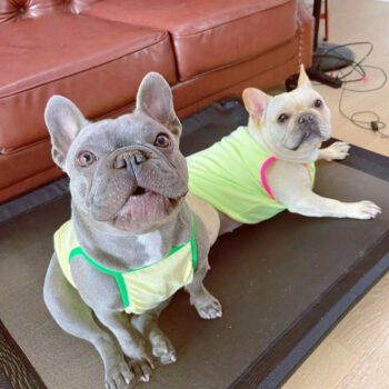 Dog Vest Chanel - 2025 - Puppy Streetwear Shop