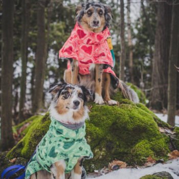 Dog Hoodies - 2025 - Puppy Streetwear Shop