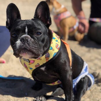 Dog Collar Harness - 2025 - Puppy Streetwear Shop Dog Collar Harness - 2025 - Puppy Streetwear Shop