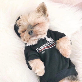 Dog Hoodies Pawlenciaga - 2025 - Puppy Streetwear Shop