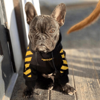 Dog Hoodies WOOF - 2025 - Puppy Streetwear Shop