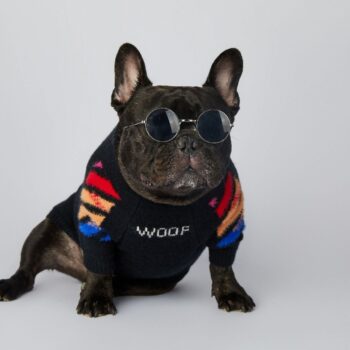 Dog Sweater WOOF - 2026 - Puppy Streetwear Shop