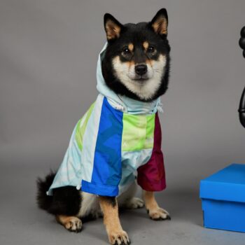 Dog Hoodies The North Face - 2025 - Puppy Streetwear Shop