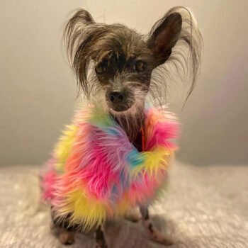 Fur Colorful Dog Jacket - 2025 - Puppy Streetwear Shop