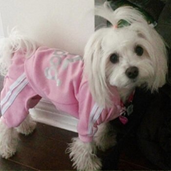 Dog Hoodies Adidas - 2025 - Puppy Streetwear Shop