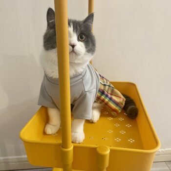 Dog Dress Burberry - 2025 - Puppy Streetwear Shop