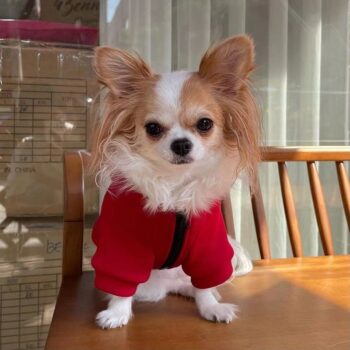 Dog Jacket Squid Game - 2025 - Puppy Streetwear Shop