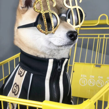 Dog Jacket Pawcci - 2025 - Puppy Streetwear Shop