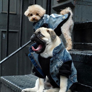 Dog Jacket - 2025 - Puppy Streetwear Shop
