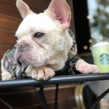 Dog Jacket Bape - 2025 - Puppy Streetwear Shop