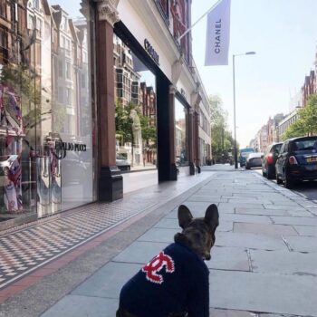 Dog Sweater Chanel - 2025 - Puppy Streetwear Shop