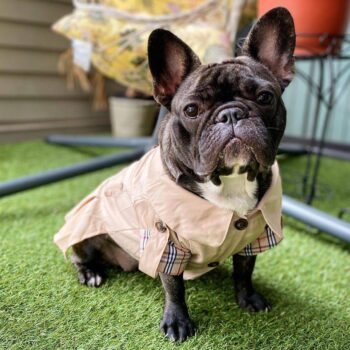 Dog Dress Burberry - 2026 - Puppy Streetwear Shop