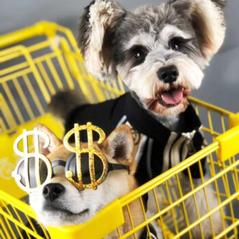 Dog Jacket Pawcci - 2025 - Puppy Streetwear Shop