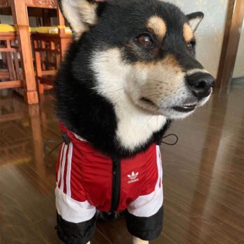 Dog Hoodies Adidas - 2025 - Puppy Streetwear Shop Dog Hoodies Adidas - 2025 - Puppy Streetwear Shop