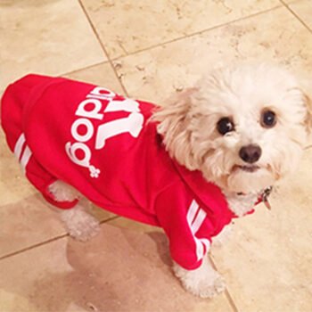 Dog Hoodies Adidas - 2025 - Puppy Streetwear Shop