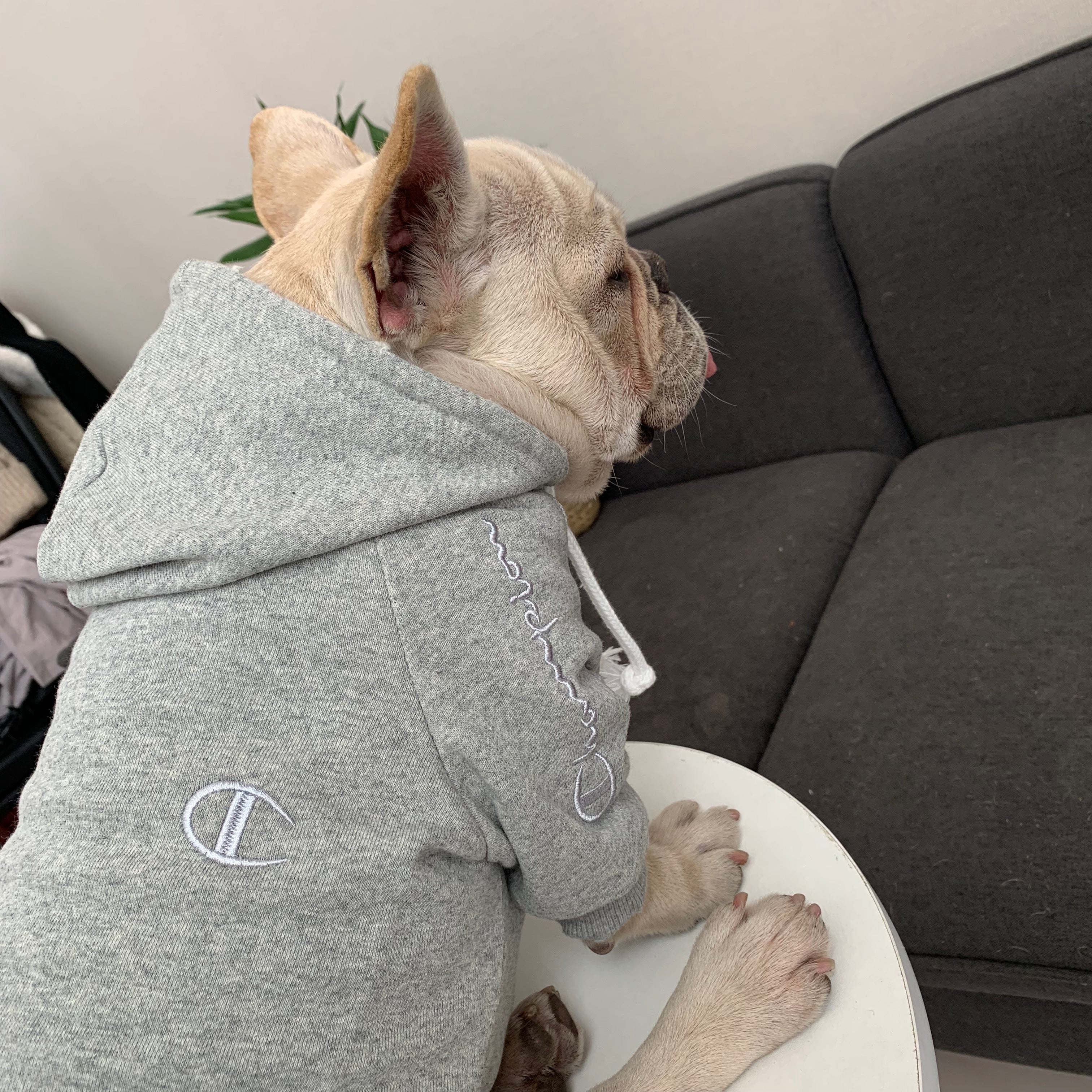 Designer Dog Hoodies Champion - 2023 - Puppy Streetwear Shop