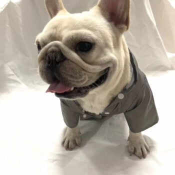 Dog Hoodies Louis Pawtton - 2026 - Puppy Streetwear Shop