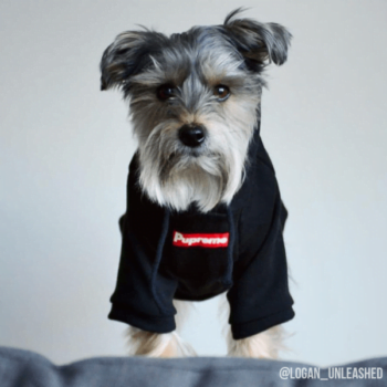 Dog Hoodies Supreme - 2025 - Puppy Streetwear Shop