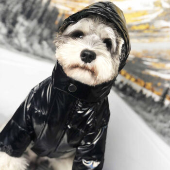Dog Jacket Moncler - 2025 - Puppy Streetwear Shop