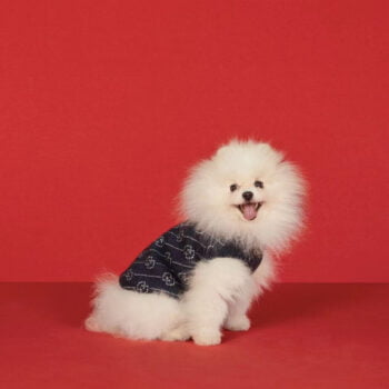 Dog Sweater Pawcci - 2025 - Puppy Streetwear Shop