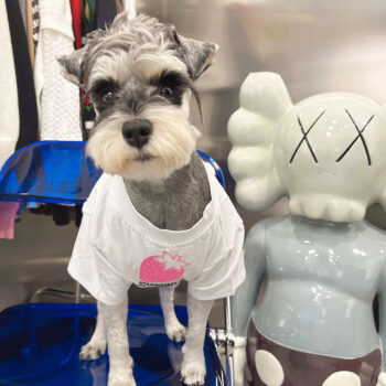 Dog Tshirt Pawcci - 2025 - Puppy Streetwear Shop