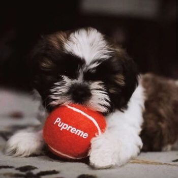 Dog Ball Pupreme - 2025 - Puppy Streetwear Shop