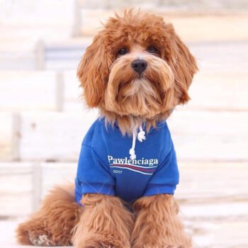 Dog Hoodies Pawlenciaga - 2025 - Puppy Streetwear Shop