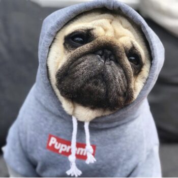 Dog Hoodies Supreme - 2026 - Puppy Streetwear Shop