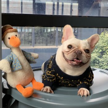 Dog Sweater Pawcci - 2026 - Puppy Streetwear Shop