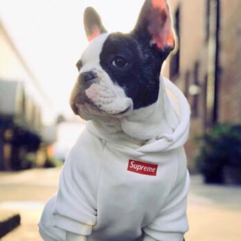 Dog Hoodie Supreme - 2025 - Puppy Streetwear Shop