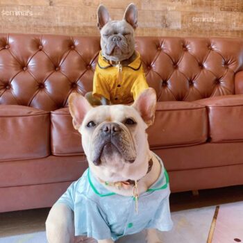 Dog Jacket Louis Pawtton - 2025 - Puppy Streetwear Shop