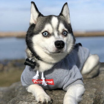 Dog Hoodies Supreme - 2026 - Puppy Streetwear Shop