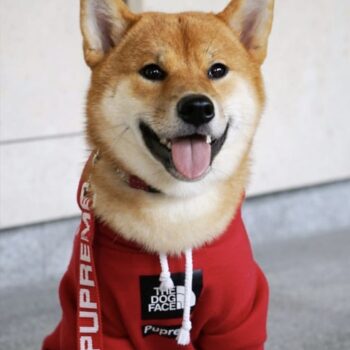 Dog Hoodies The North Face - 2025 - Puppy Streetwear Shop