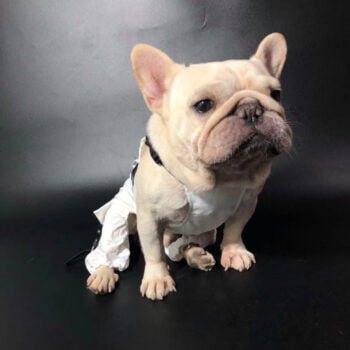 Chanel Black Dog Jumpsuit - Ultimate Pup Sophistication - 2025 - Puppy Streetwear Shop