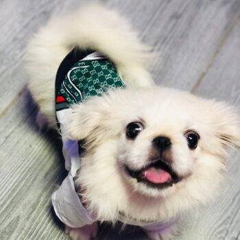 Dog Tshirt Pawcci - 2025 - Puppy Streetwear Shop