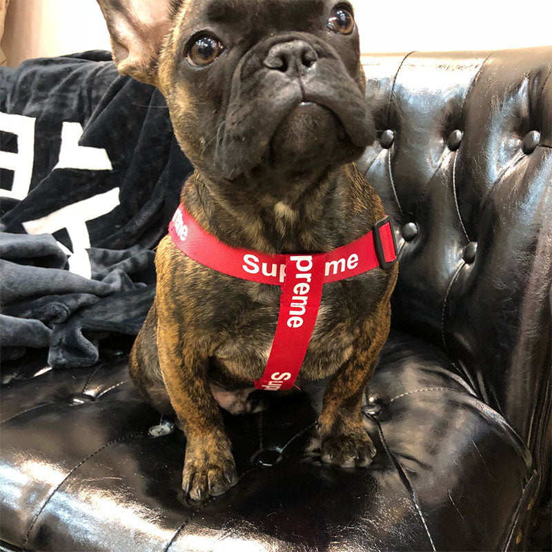 Designer Dog Collar Harness Supreme - 2023 - Puppy Streetwear Shop