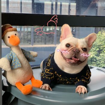 Dog Sweater Pawcci - 2026 - Puppy Streetwear Shop