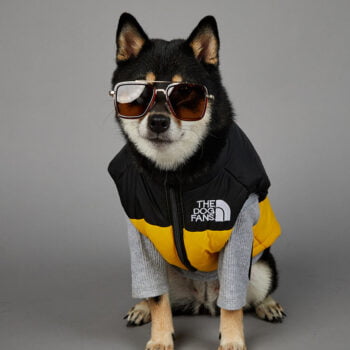 Exclusive Designer Dog Jackets - The North Face Inspired Puppy Apparel - 2025 - Puppy Streetwear Shop