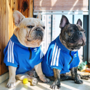 Dog Jacket Adidas - 2025 - Puppy Streetwear Shop